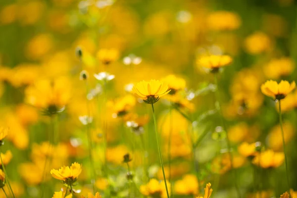Kleine Heldere Gele Bloemen Zon — Stockfoto