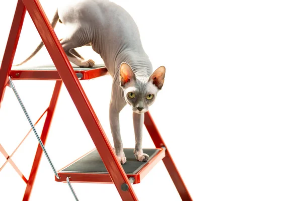 Kleine Sphinx Katzen Die Isoliert Von Roten Leiterstufen Auf Weißem — Stockfoto