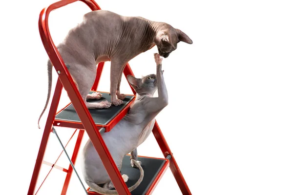Dois Gatos Esfinge Jogando Escadas Vermelhas Passos Isolados Fundo Branco — Fotografia de Stock