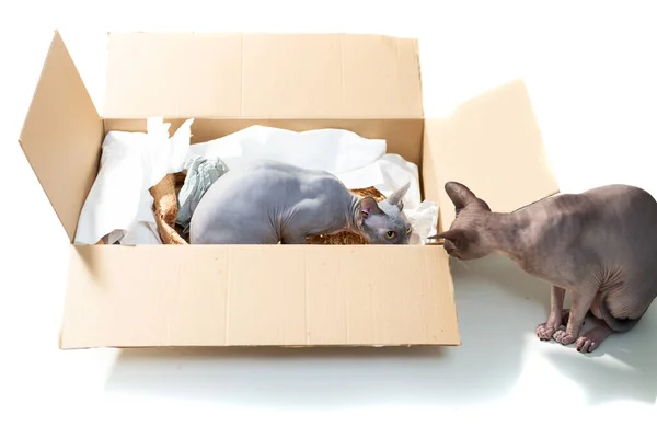stock image little sphinx cat inside unpacking parcel carton box looking at bigger one outside isolated on whtite background