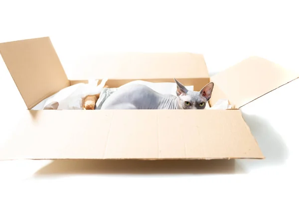 Kleine Sphinx Katze Paketkarton Isoliert Auf Weißem Hintergrund — Stockfoto