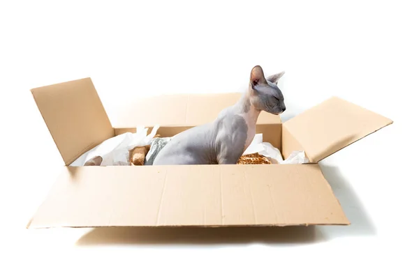 Kleine Sphinx Katze Paketkarton Isoliert Auf Weißem Hintergrund — Stockfoto