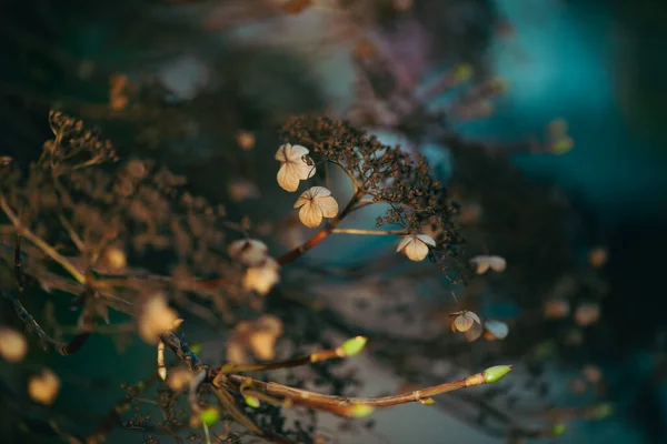Vacker Höst Torra Växter Närbild Vid Mjuk Solnedgång Solljus — Stockfoto