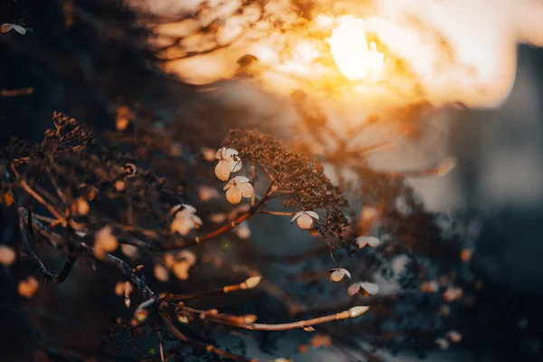 美丽的秋天干枯的植物在柔和的夕阳下紧密相连 — 图库照片