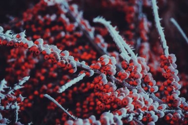 frozen winter plants covered with frost texture
