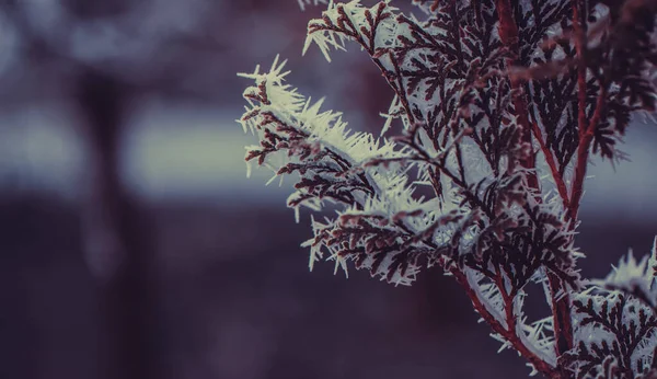 Frozen Winter Plants Covered Frost Texture — Stockfoto