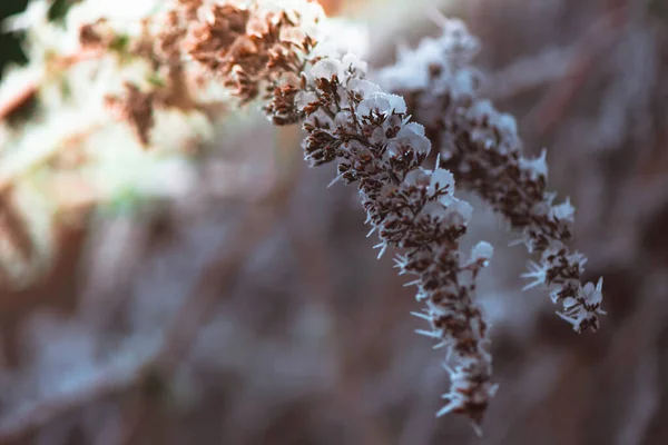 Frozen Winter Plants Covered Frost Texture — Stockfoto