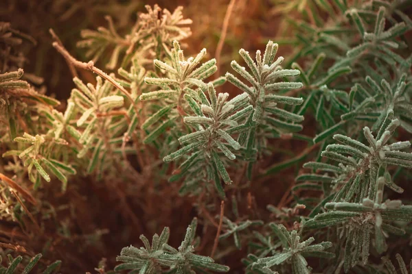 Frozen Winter Plants Covered Frost Texture Stok Resim