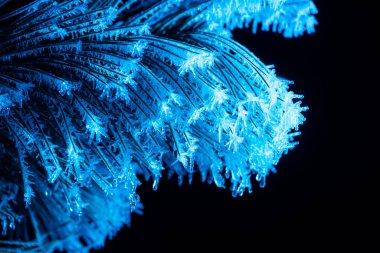 frozen needles of fir tree in colorful light