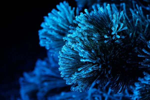 Frozen Needles Fir Tree Colorful Light —  Fotos de Stock