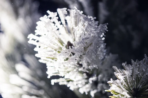 Frozen Needles Fir Tree Colorful Light — Fotografia de Stock