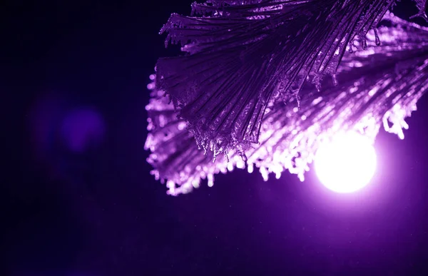 Frozen Needles Fir Tree Colorful Light —  Fotos de Stock