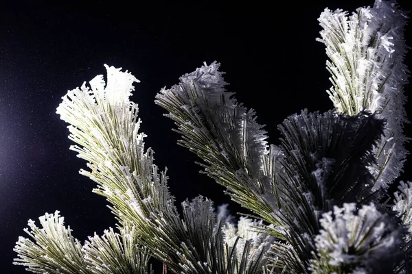 Frozen Needles Fir Tree Colorful Light Rechtenvrije Stockfoto's