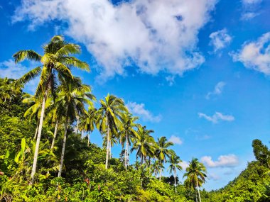 Güneşli bir sabahta bulutlu mavi gökyüzüne karşı yükselen hindistan cevizi kadın.