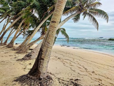 Surigao, Filipinler 'de güzel bir sahilde hindistan cevizi ağaçları.