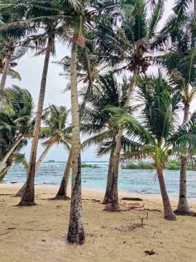 Surigao, Filipinler 'de güzel bir sahilde hindistan cevizi ağaçları.