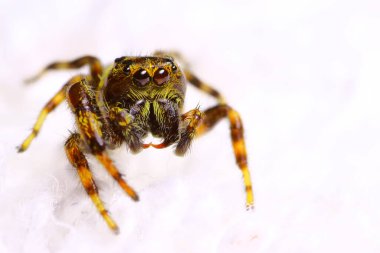 Beyaz bir arka planda küçük atlama örümcek