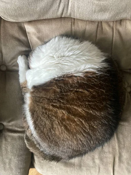 在寒冷的秋天里 猫睡在沙发上 没有暖气 — 图库照片