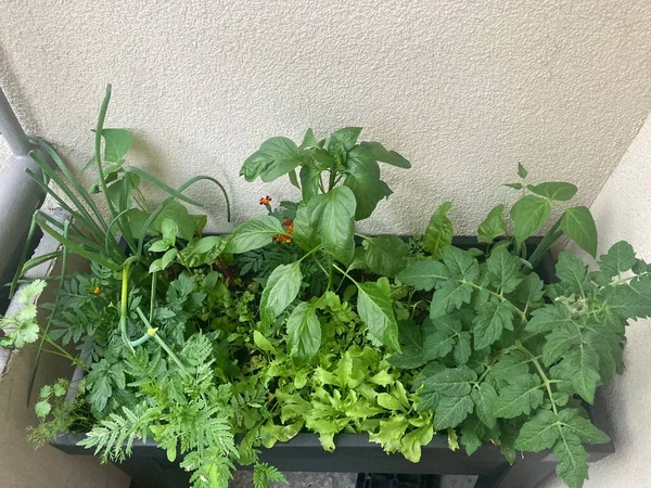 growing vegetables in raised garden bed in balcony