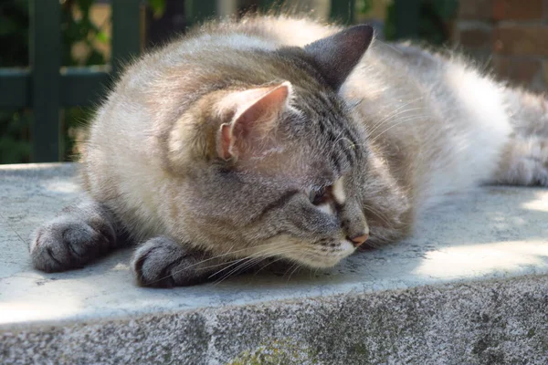 Roztomilá Kočka Spící Poblíž Giardini Benátkách Itálie — Stock fotografie