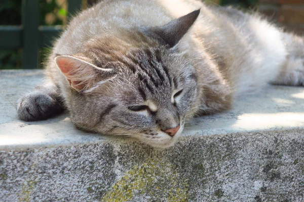 Söt Katt Sover Nära Giardini Venedig Italien — Stockfoto