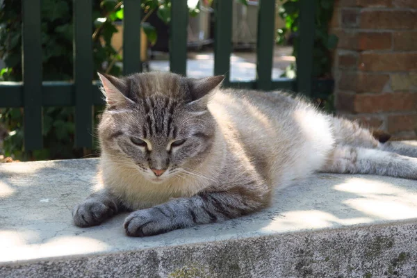 Cute Cat Sleeping Giardini Wenecja Włochy — Zdjęcie stockowe