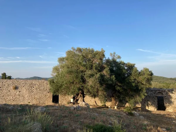 Korfu 'da eski zeytin ağaçları olan Bizans Gardiki kalesi.