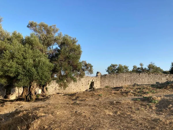 Byzantine Fortress Gardiki Old Olive Trees Corfu — Stock Photo, Image