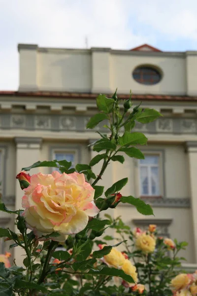Detalle Antigua Mansión Rosas Amarillas Lituania —  Fotos de Stock