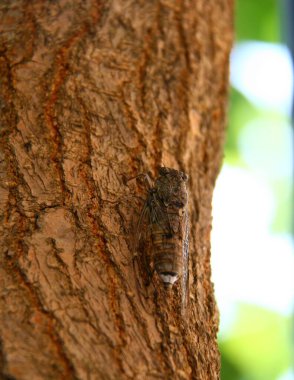 Yunanistan 'daki eski zeytin ağacında merhem (cırcır böceği)