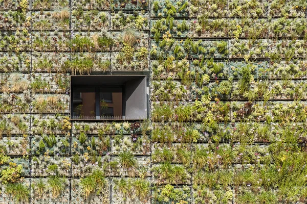 Modern sustainable architecture with building wall overgrown with plants and lonely window