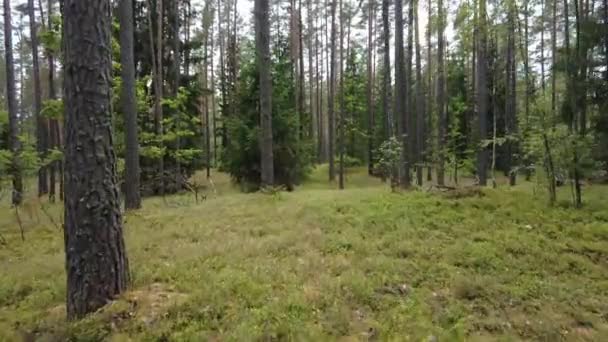 Walking Nice Pine Tree Forest Summer Handheld Camera Bounce — Stock Video