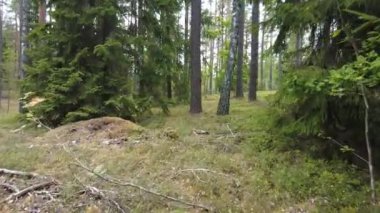 Yazın çam ağacının güzel ormanlarında yürüyorum, el kamerasıyla zıplıyorum.