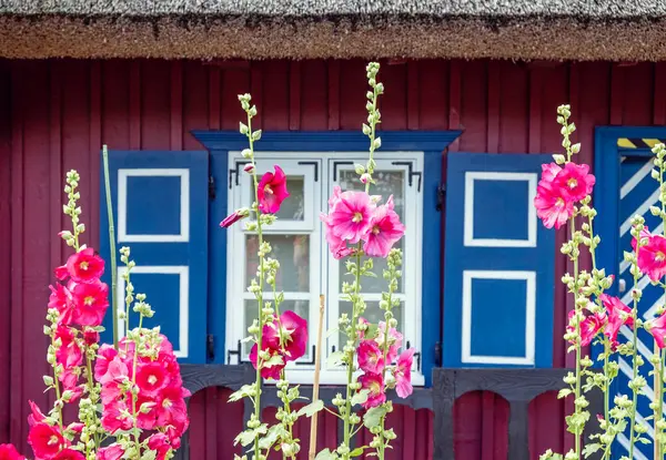 リトアニアのナイダの民族的木造家屋の前に美しい花 ストックフォト