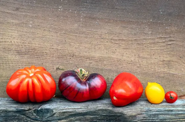 木の壁に並ぶさまざまな形のトマト フロントビュー野菜 ストック写真