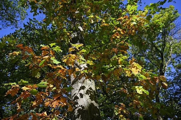 Close Autumn Colours Tree North Hagley Park Christchurch New Zealand — Stock Photo, Image