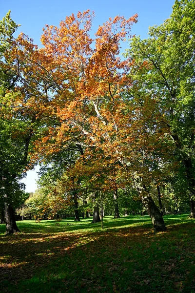 Höstfärger Hög Lövträd North Hagley Park Christchurch Nya Zeeland — Stockfoto