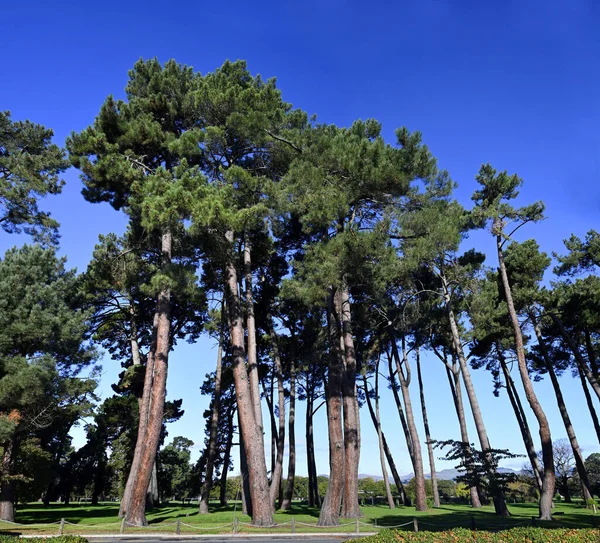Tall Maritime Pine Trees North Hagley Park Autumn New Zealand — Stock Photo, Image