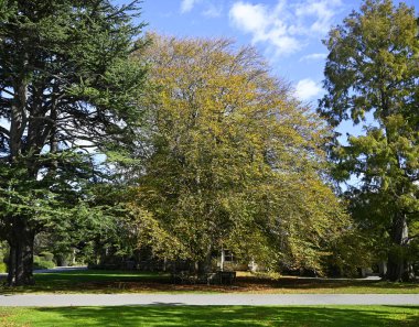 Sonbaharda Yeni Zelanda 'daki Christchurch Botanik Bahçelerinde mor kayın ağacı