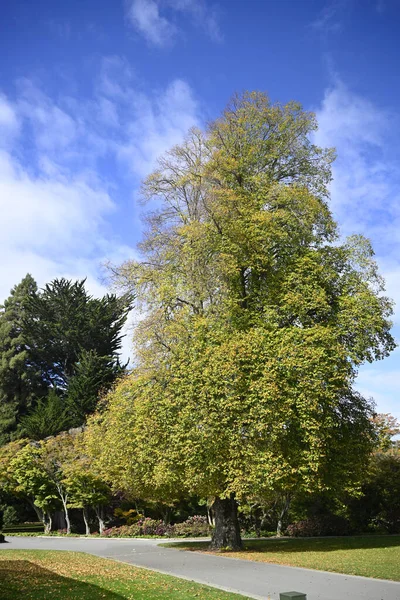 Gemensamt Kalkträd Hösten Christchurch Botaniska Trädgårdar Hösten Nya Zraland — Stockfoto
