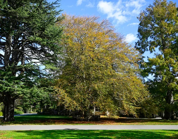 Fialový Buk Podzim Botanické Zahradě Christchurch Nový Zéland — Stock fotografie