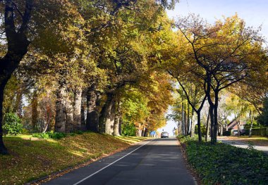 Grahams Yolu 'nda Sonbahar Renkleri ve Flay Park, Burnside, Christchurch, Yeni Zelanda