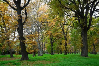 Küçük Hagley Park, Christchurch, Yeni Zelanda 'daki Sonbahar Renkleri