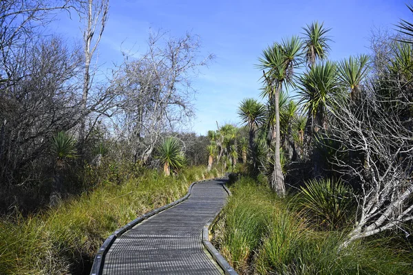 Kool Bomen Verhoogde Pathway Travis Wetlands Christchurch Nieuw Zeeland — Stockfoto