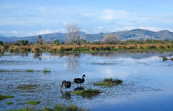 Para Czarnych Łabędzi Żywiących Się Jeziorem Weed Travis Wetlands Christchurch — Zdjęcie stockowe