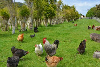 Organik Çay Ağacı Tarlasında Tavuklar, Karamea, Yeni Zelanda. Çay ağacı yağı doğal bir anti-mantar ve antioksidandır. Şifa, el dezenfektanı, böcek savar ve deodorantı arttırır..