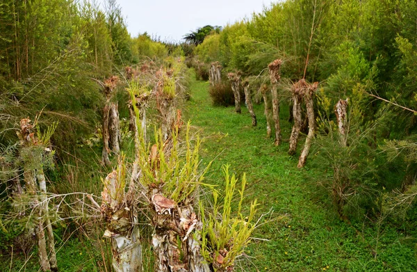 Plantacja Drzew Herbacianych Nowy Wzrost Olej Drzewa Herbacianego Jest Naturalnym — Zdjęcie stockowe