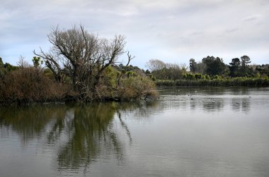 Styx Mill Koruma Alanı Gölü ve Eski Söğüt Ağacı Yansımaları Kış, Christchurch, Yeni Zelanda