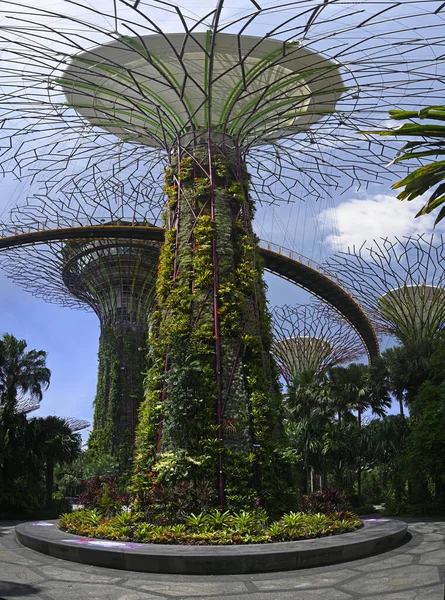 Superarbres Artificiels Passerelle Dans Les Jardins Marina Bay Singapour Images De Stock Libres De Droits