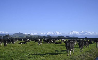Güney Alpleri, Canterbury, Yeni Zelanda 'daki Sheffield & Snow' da Siyah & Beyaz İneklerle Süt Ürünleri Çiftliği